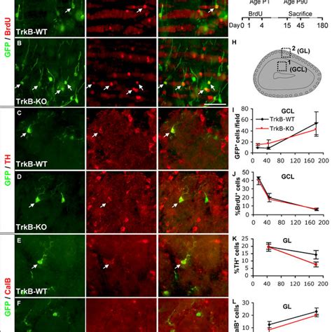 In Vivo Consequences Of Trkb Ko P Mice Were Stained In The Svz And Ob