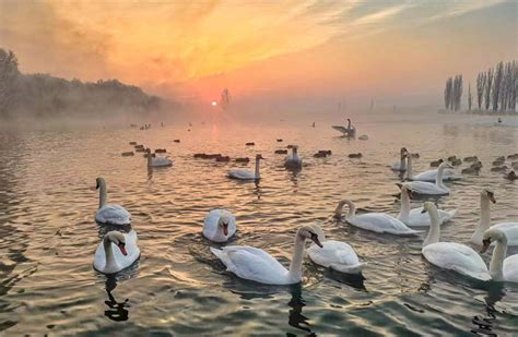 Swans add charm to wetland in NW China's Xinjiang - People's Daily Online