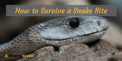 How To Survive A Deadly Snake Bite Elements Survival