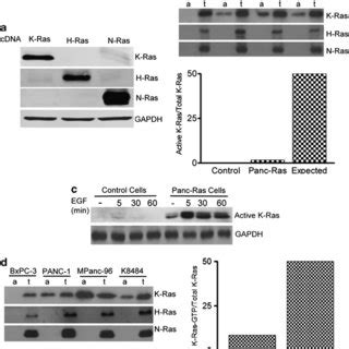 Oncogenic Ras Requires Activation For Enhanced Activity A Lysates