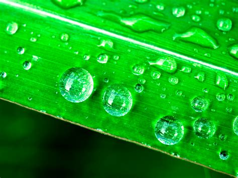 Fotos Gratis Hoja Naturaleza Verde Frescura Roc O Planta Fondo