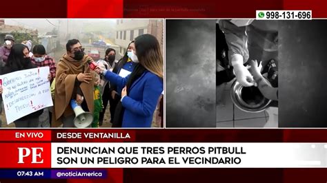 Vecinos De Ventanilla Piden Que Perros Agresivos Sean Retirados De La Zona Tras Atacar A Seis