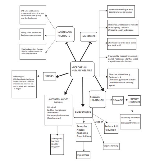 Cbse Class 12 Biology Microbes In Human Welfare Concept Map