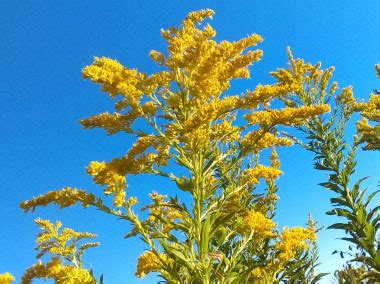 Goldenrod: Pictures, Flowers, Leaves & Identification | Solidago