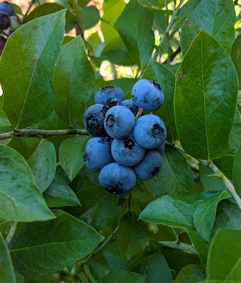 Premier Rabbiteye Blueberry Boyd Nursery Company