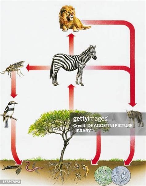 Ecosystem Diagram Photos and Premium High Res Pictures - Getty Images