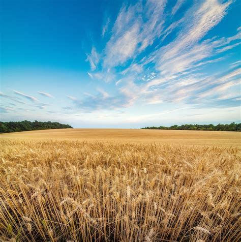 Premium Photo Field Of Ripe Golden Wheat With Blue Sky Outdoors