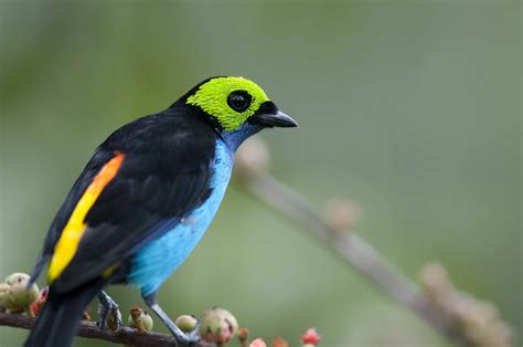 Paradise Tanager Tangara Chilensis Beautiful Birds Beautiful World