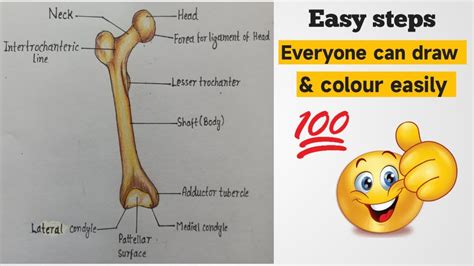 How To Draw Femur Bone Femur Bone Drawing Femur Bone Diagram Of