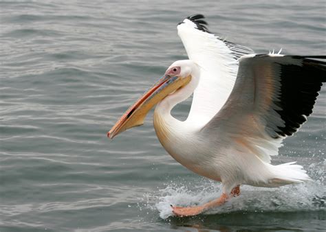 great-white-pelican-landing (image)