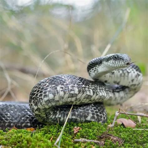 Rat Snake Archives Usa Snakes