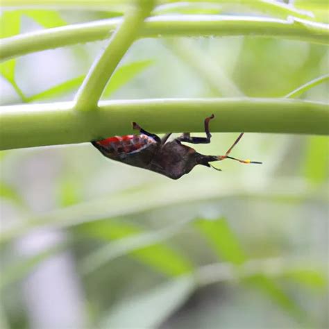 Insectos Aliados Del Huerto Y Sus Beneficios Para Las Plantas