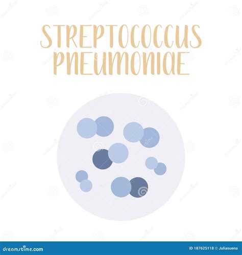 Streptococcus Pneumoniae. Pneumococcus, Pathogen. Spherical Gram-positive Bacteria. Morphology ...