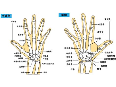 【基礎から学ぶ】手の骨【解剖学】 Ptot国家試験対策ブログ