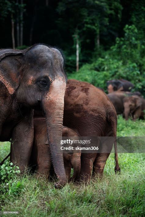 Wildlife Of Asian Elephants Herd In The Wild High-Res Stock Photo ...