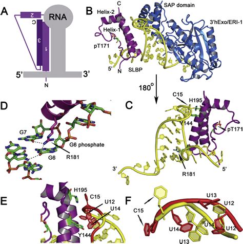 A Summary Schematic Showing The Mode Of Histone Mrna Stem Loop