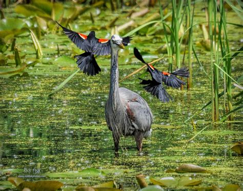 Territorial Behavior Photograph by Rick Fisk