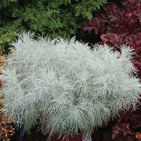 Artemisia Mauiensis Makana™ Silver Tnartms Deco Style