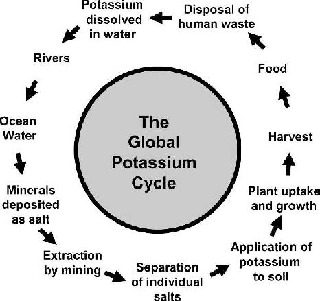 Potassium Cycle