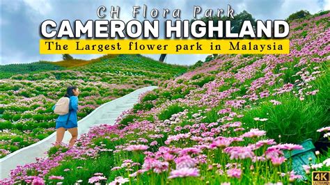 Cameron Highlands Flora Park The Most Beautiful Flower Garden In