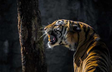 Tigre Caratteristiche E Pericolosit Del Famoso Felino