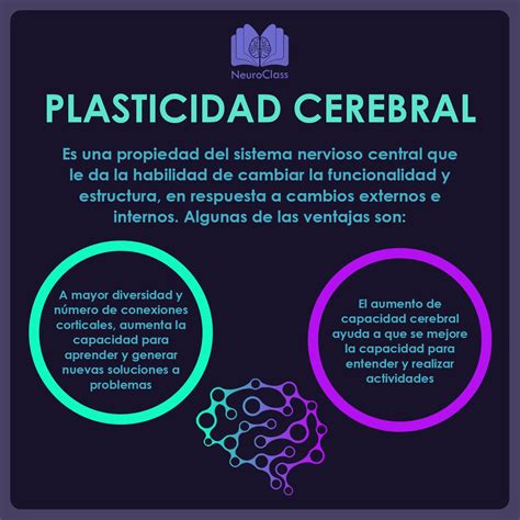 Plasticidad Cerebral C Mo Nuestro Cerebro Se Modifica Neuroclass