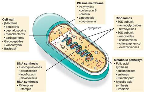 Mechanism Of Antibacterial Drugs Medizzy