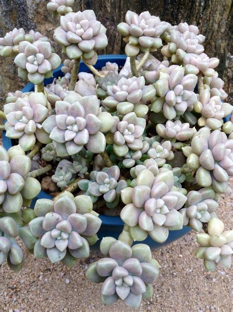 Graptopetalum mendozae - 20 seeds — rareplant