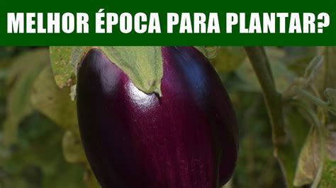 QUAL A MELHOR ÉPOCA PARA PLANTAR BERINJELA YouTube