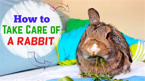 How To Take Care Of A Rabbit Youtube