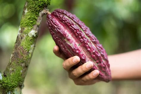 Precio del cacao se dispara en Huánuco Inforegión