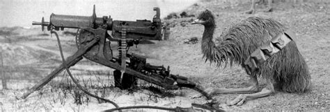 Emu War Australia 1932 Emu War War Veterans War