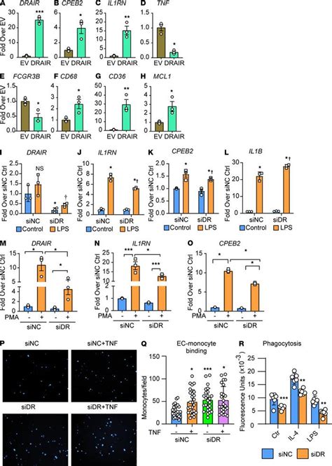 JCI Insight LncRNA DRAIR Is Downregulated In Diabetic Monocytes And