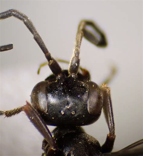 Priocnemis Hyalinata Female Head Elveden Centerparc Suf Flickr