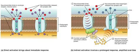 Communication Between Neurons Anatomy And Physiology I