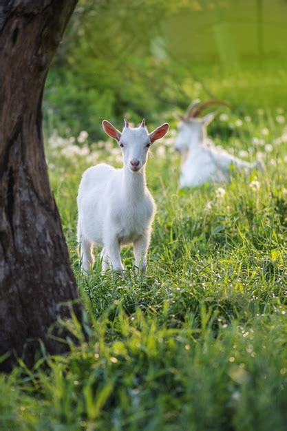 Cabra Bonito Pastando Na Grama Cabritos Cabras Brancas Em Um Campo