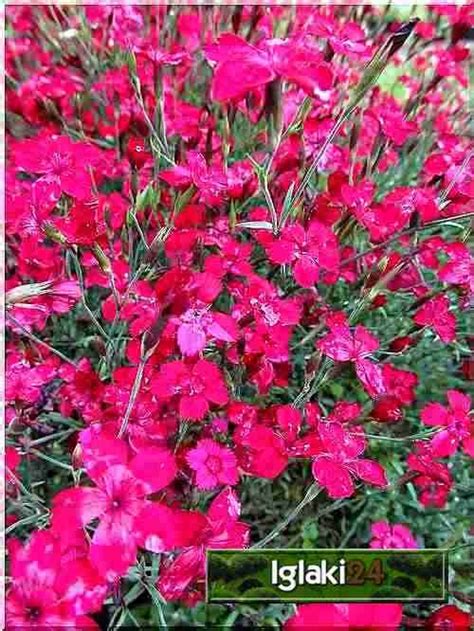 Dianthus deltoides Brilliant Goździk kropkowany Brilliant czerwony