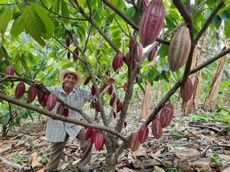 Una Familia Entusiasta Emprende Y Gana Con Su Vivero De Cacao Mocca