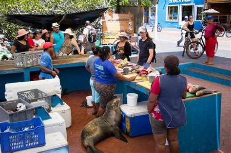 Puerto Ayora Fish Market Ecuador