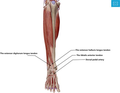 Extensor Hallucis Longus And Extensor Digitorum Longus The Best Porn