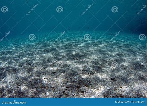 Underwater Tripod Stock Image Image Of Swim Coral Atlantic 26021979