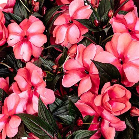 New Guinea Magnum Rose Star Impatiens Vanstone Nurseries