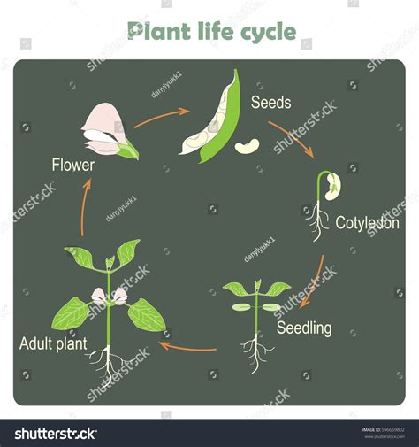 Scheme Plant Life Cycle Learning Biology Stock Vektorgrafik