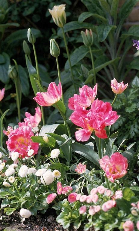 Summer Flowering Bulbs