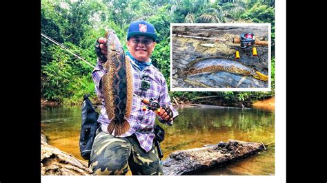 Vlog Bujuk Forest Snakehead Channa Lucius Youtube