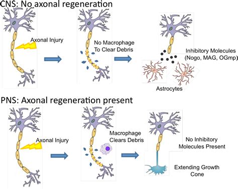 PDF Spinal Cord Regeneration Ready Set Nogo Semantic Scholar