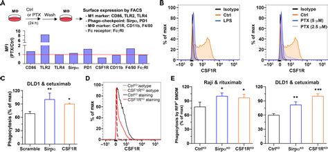 Promoting Antibody Dependent Cellular Phagocytosis For Effective