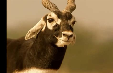 Blackbuck Antelope: The Story of the Beauty and Struggle