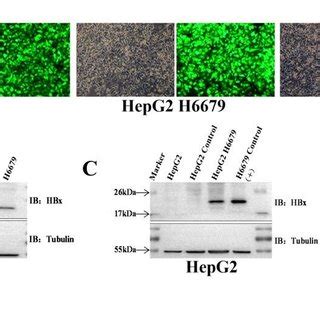 Construction Of Stable Cell Lines Of Hepg Hbx Overexpression And