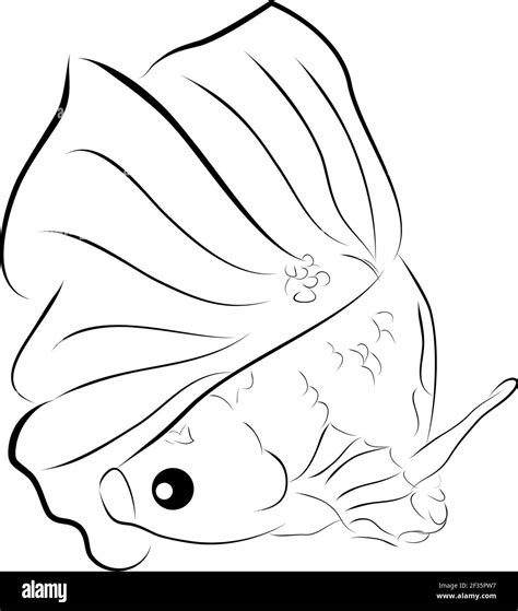 Betta Fish Drawing Outline Atelier Yuwa Ciao Jp